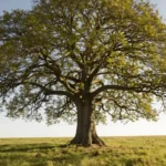 XXXTentacion’s Girlfriend Gave Birth to His Son — Here’s the Full Story