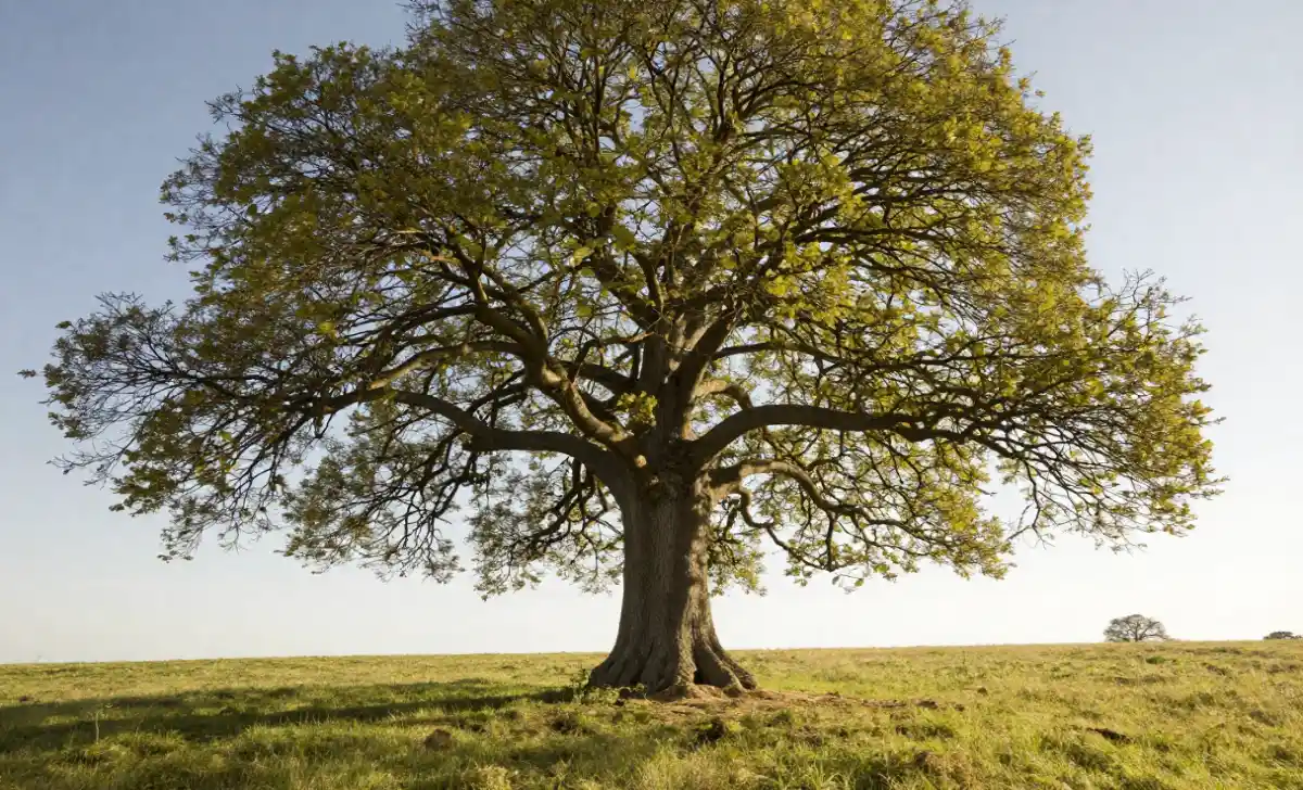 Ancient linden tree under a vast open blue sky representing the meaning of Skyesolinda and the balance between being grounded and expansive